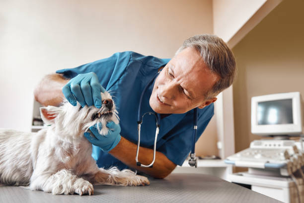 Best Emergency Dental Care for Broken or Chipped Teeth in Rochester, NY